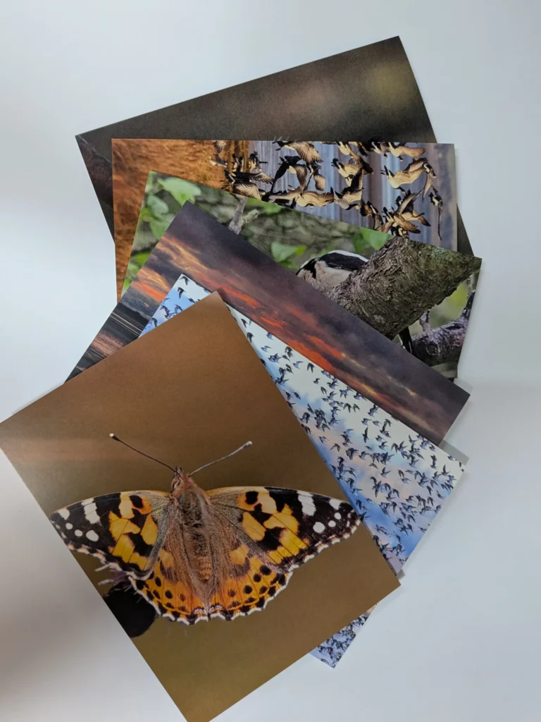 Selection of A5 folded cards printed by Printmonster using wildlife photography supplied by Gillian Whitehouse.
